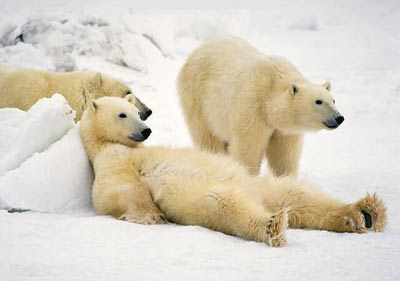 bears